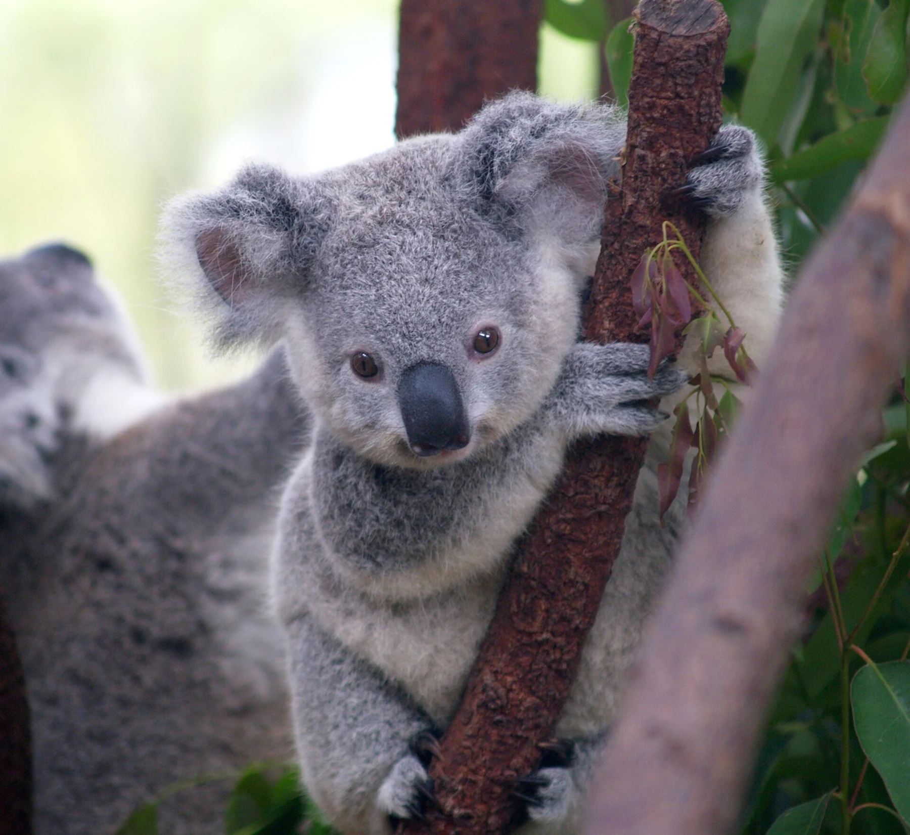 Sanctuaire animalier de Currumbin