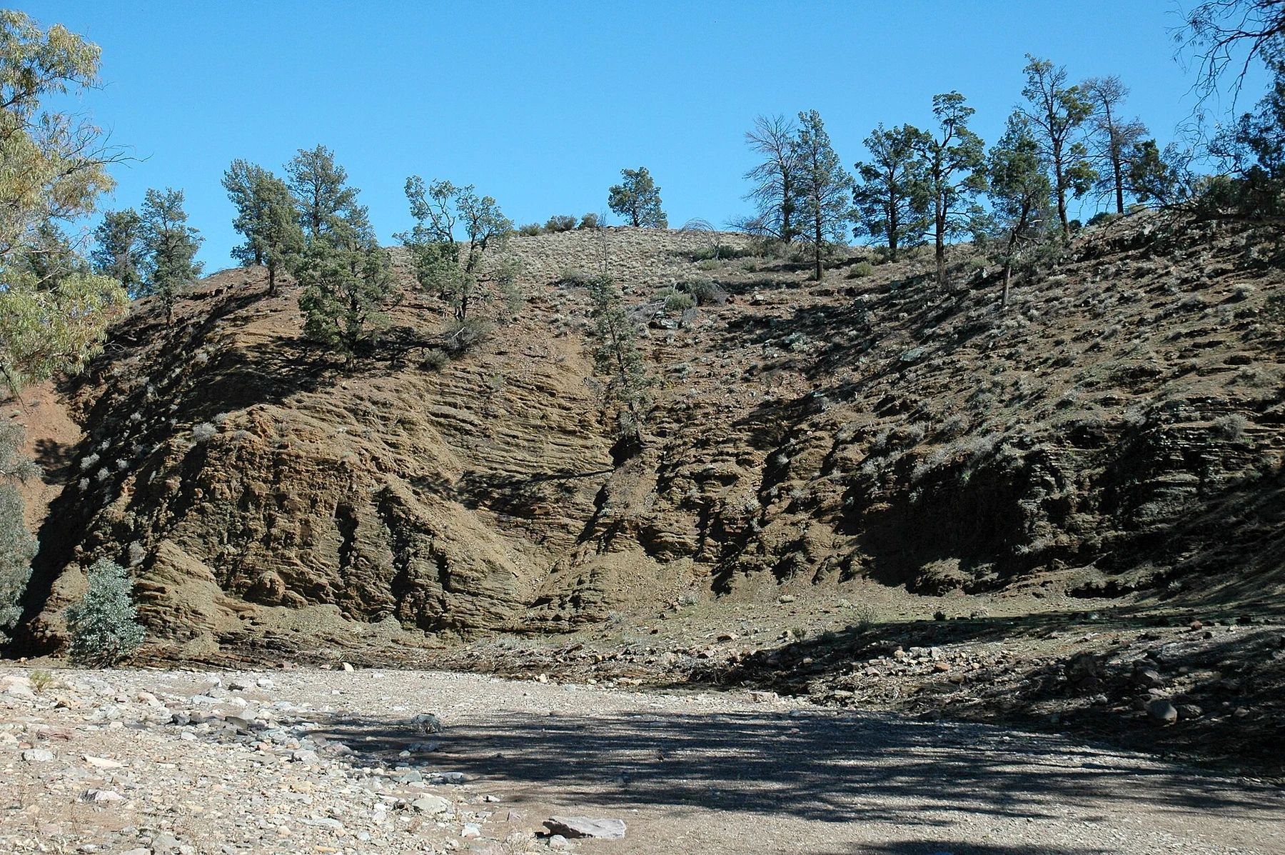 Roches plissées sur le parcours géologique de Brachina Gorge, secteur d’Enorama Creek.