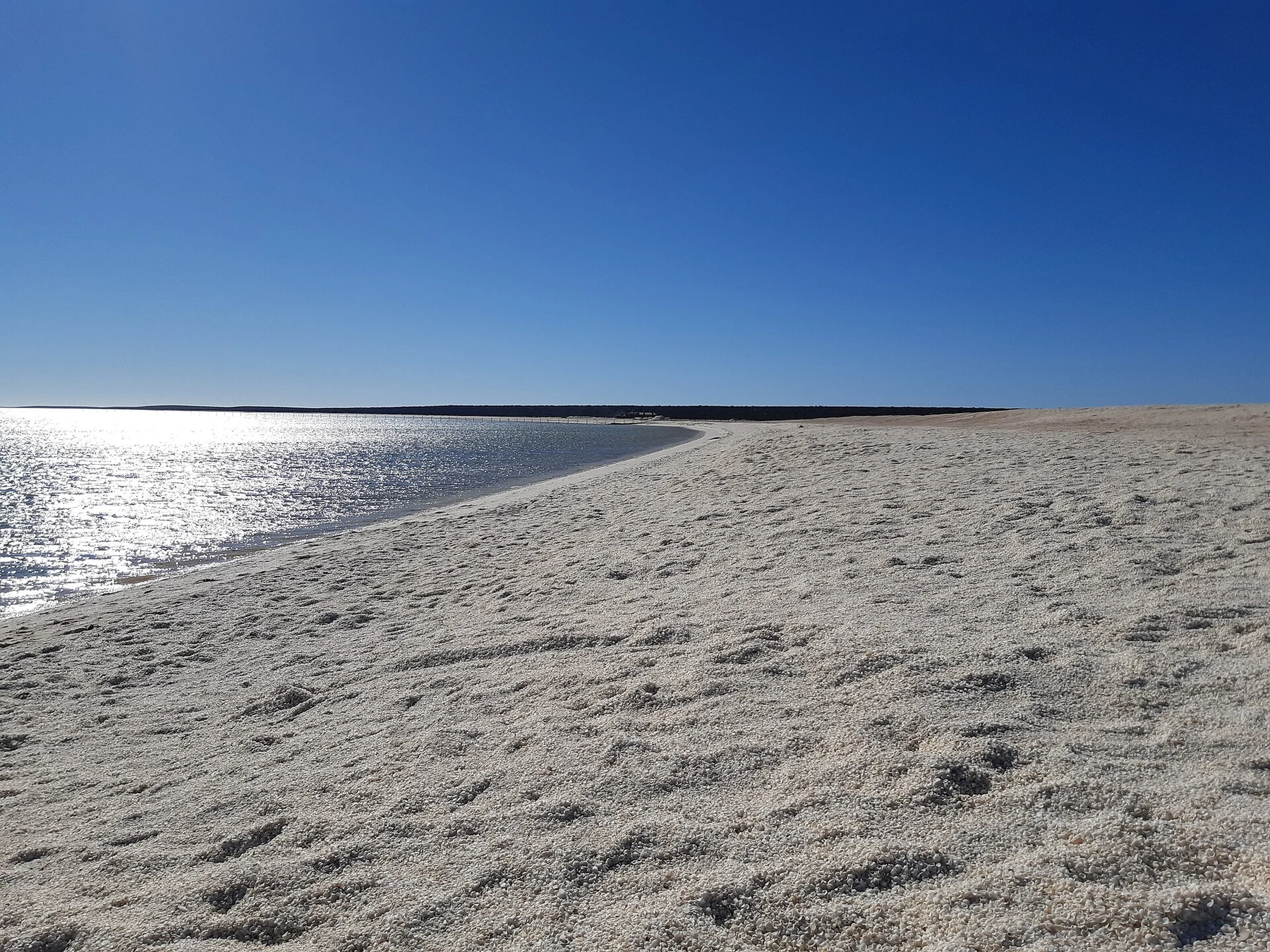 Shell Beach