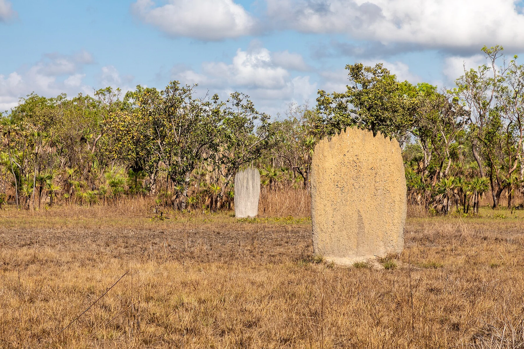 Termitières magnétiques de Litchfield