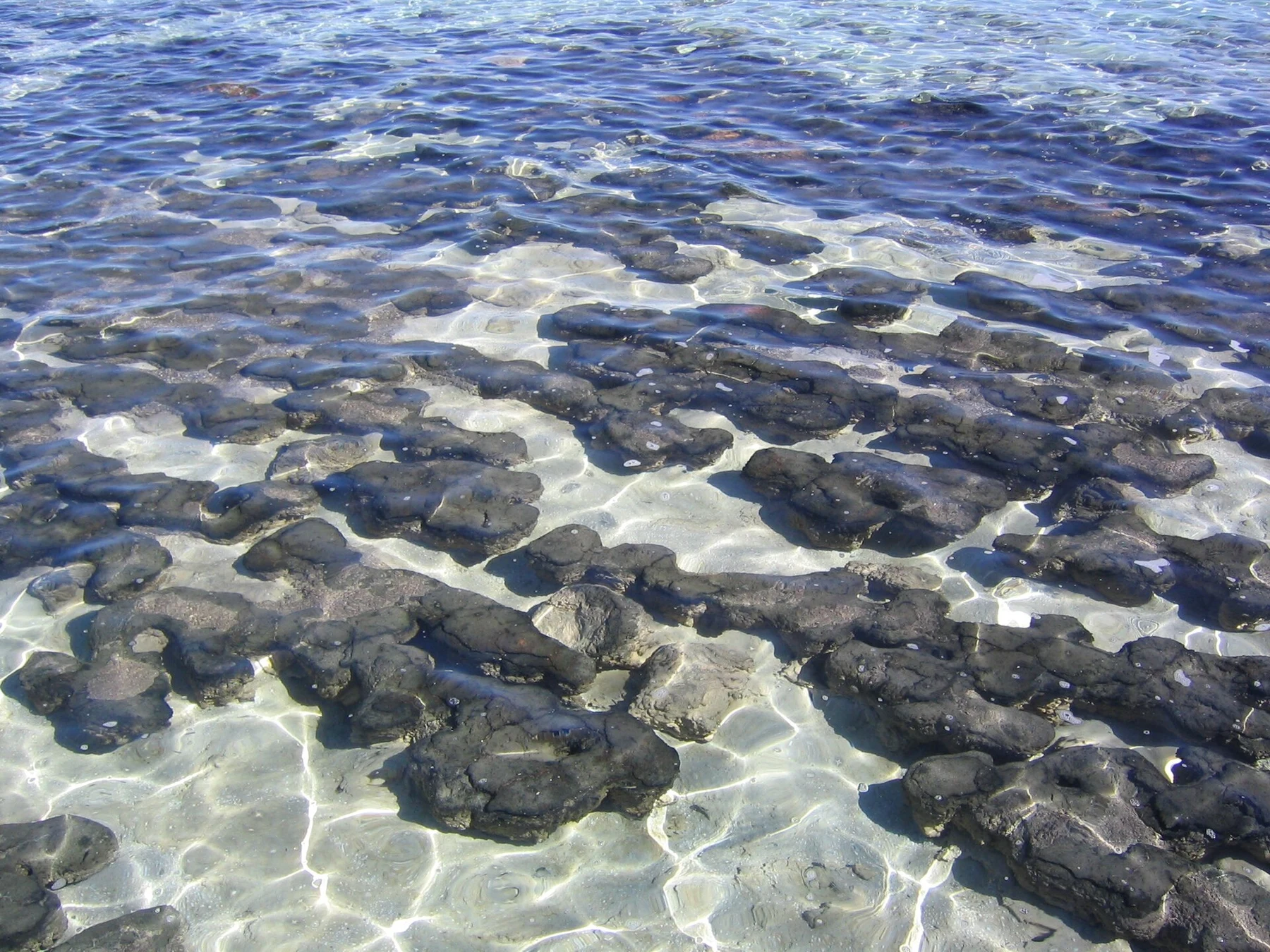 Stromatolites de Hamelin Pool