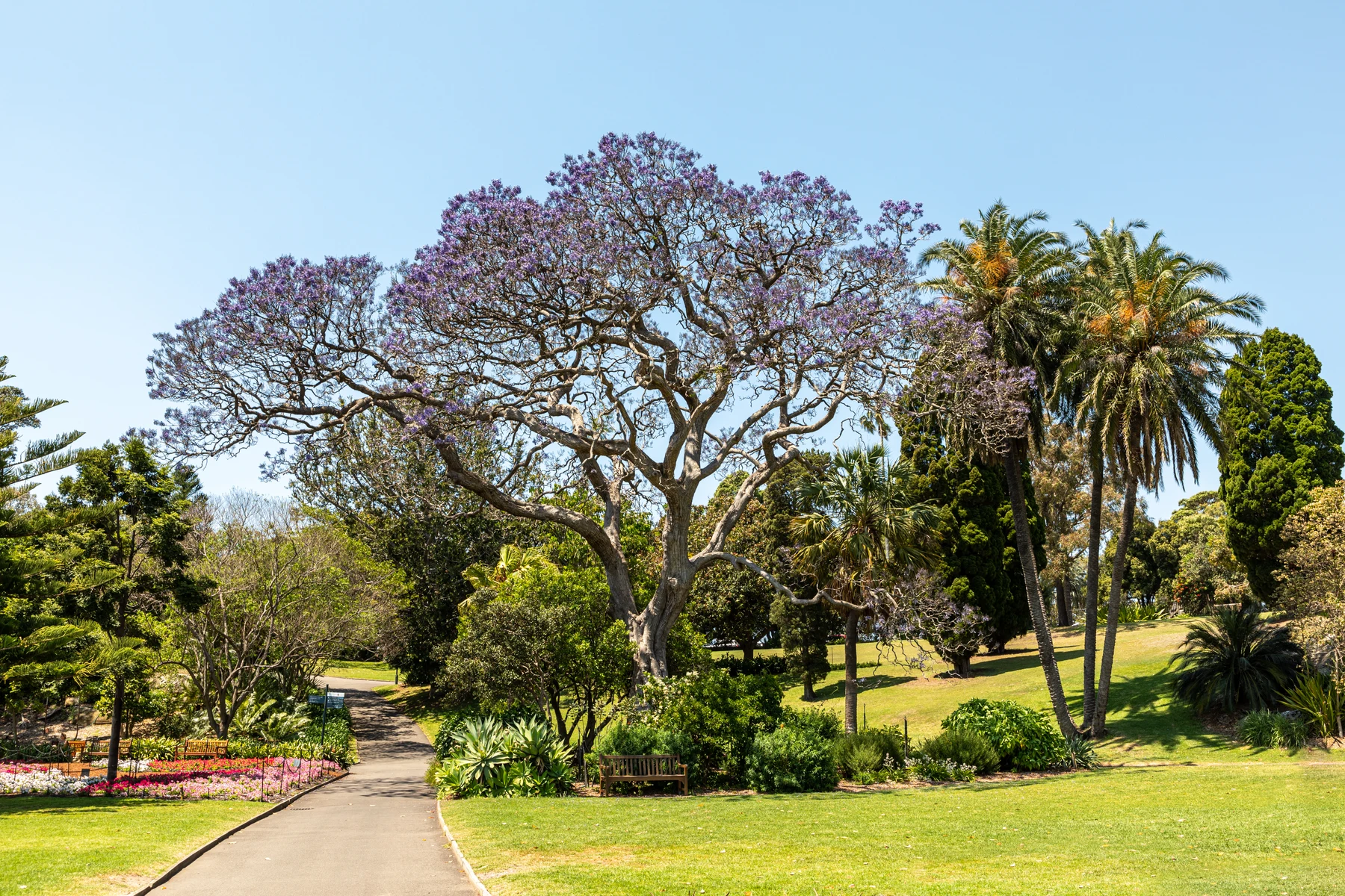 Jardin botanique royal de Sydney