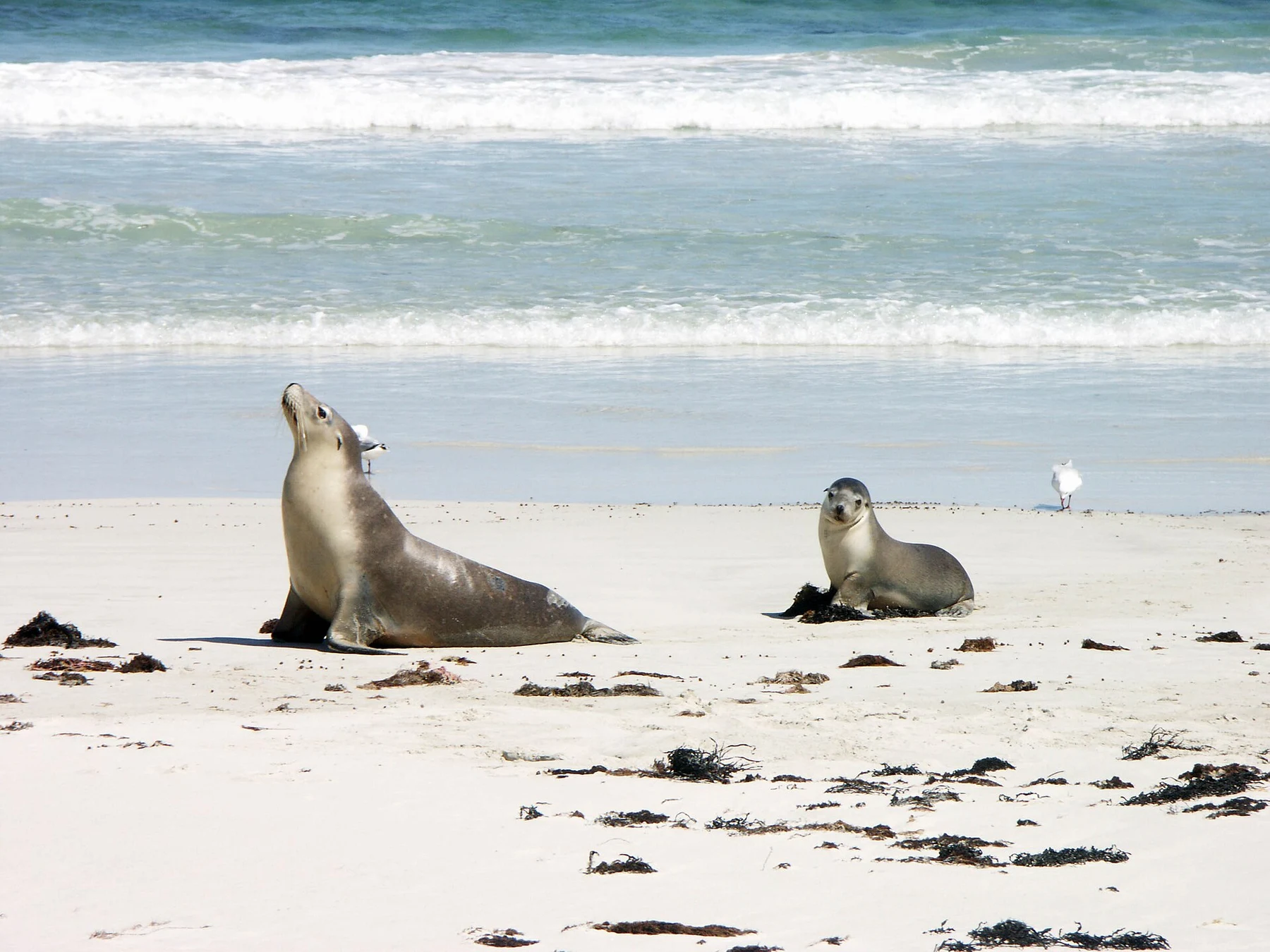 Seal Bay