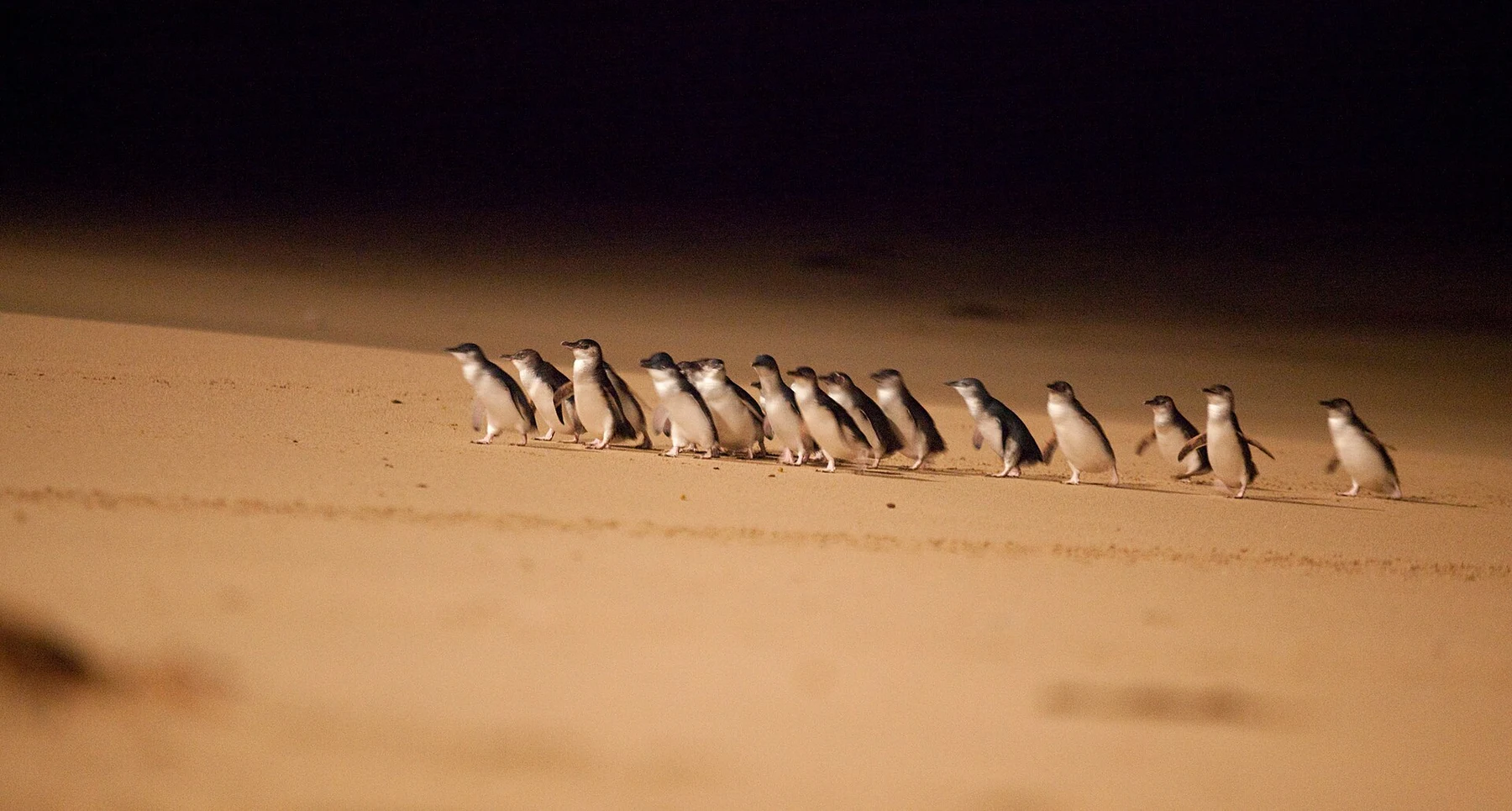Parade des manchots de Phillip Island