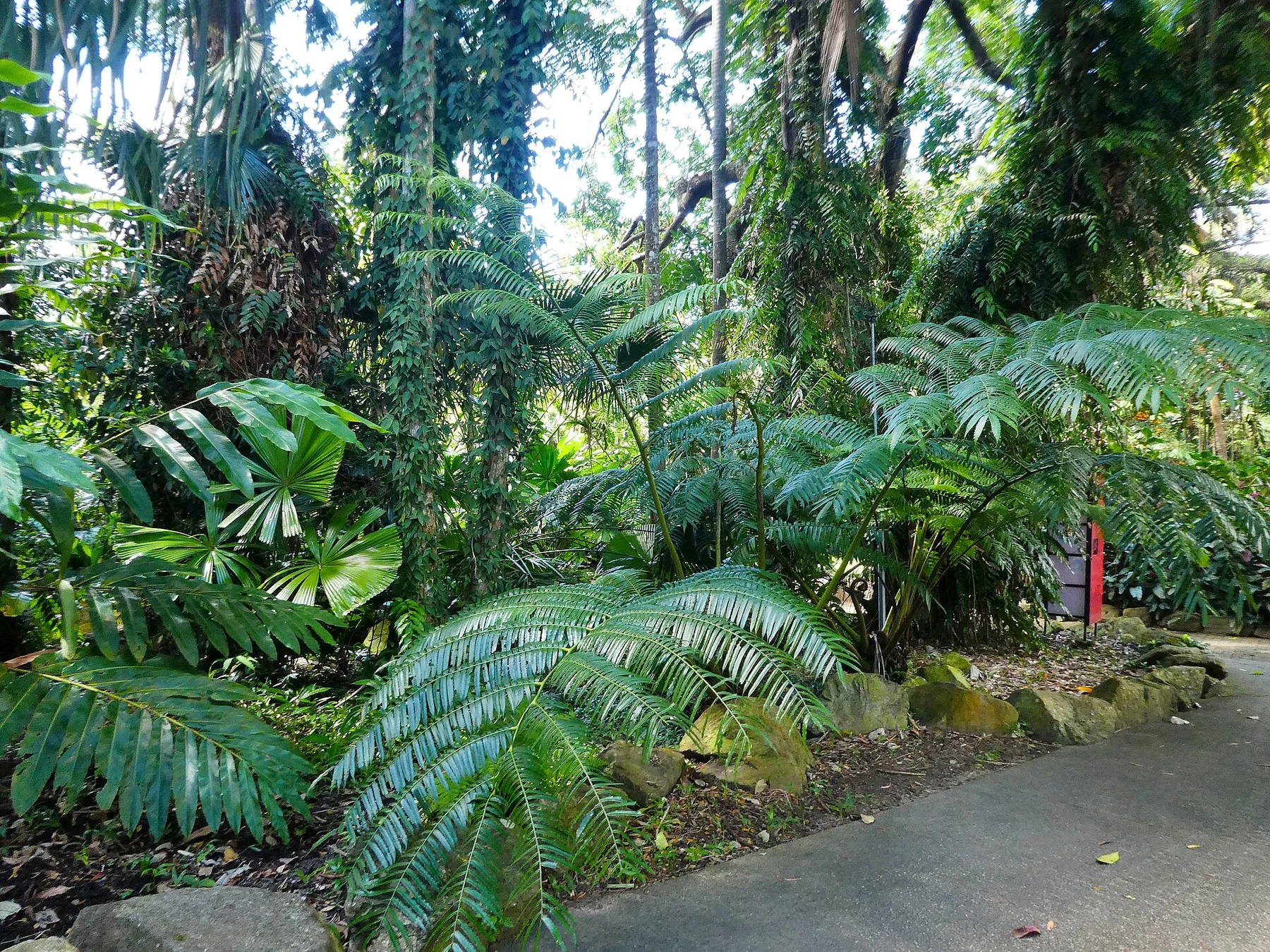 Jardins botaniques de Cairns