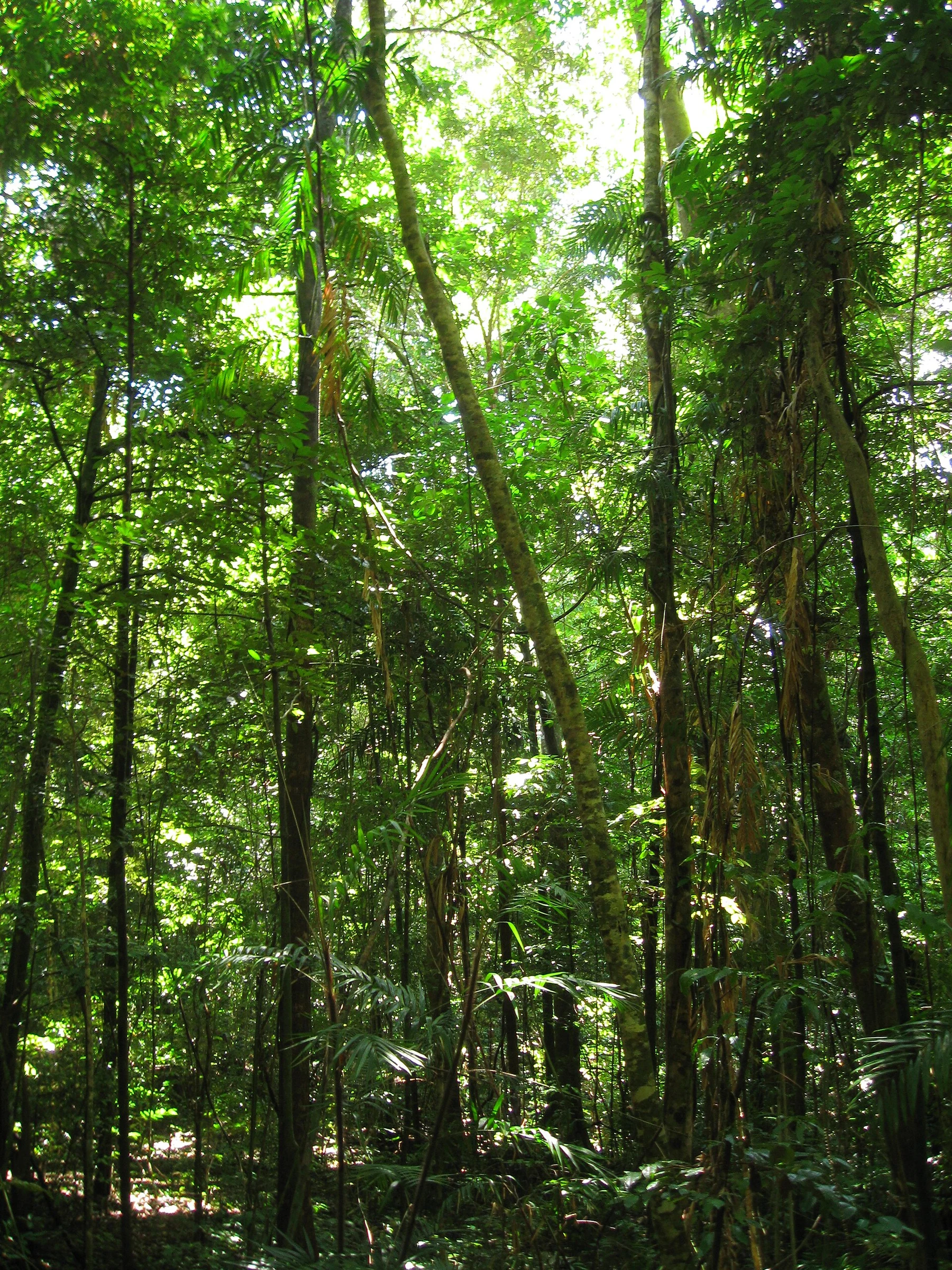 Forêt tropicale de Daintree