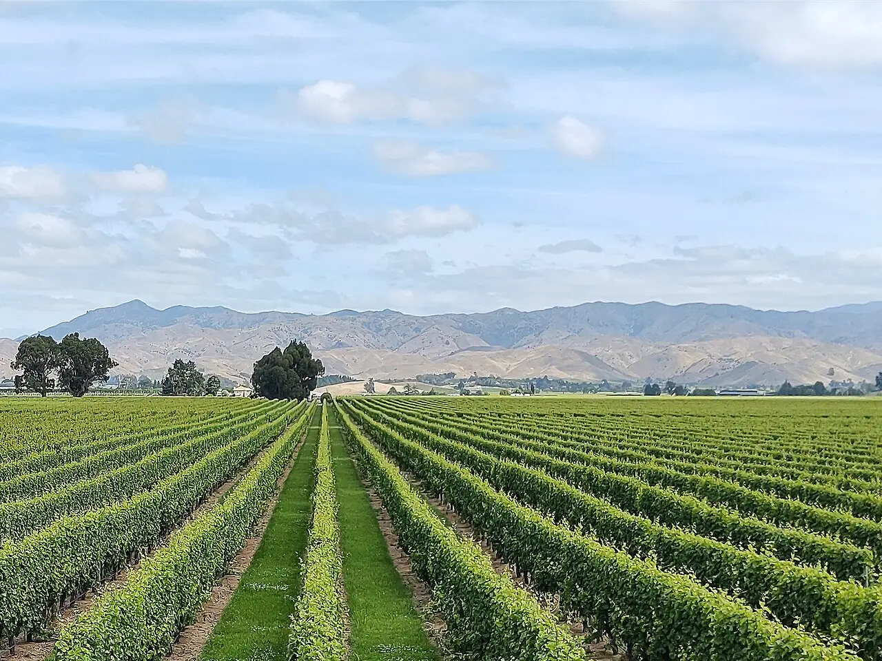 Marlborough wine country