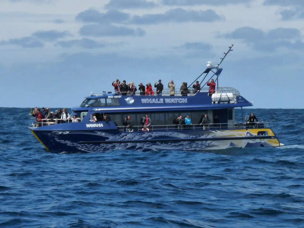 Whale watching